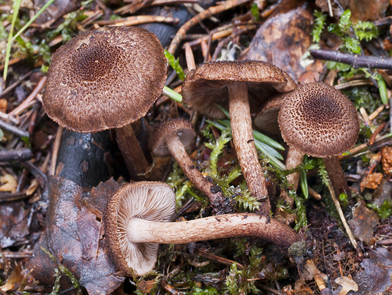 Inocybe lanuginosa